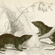 Illustration for article titled The Chinese Northern Tree Shrew can beat you in a hot pepper-eating contest
